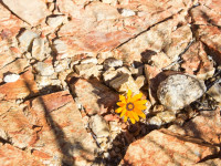 A flower growing among rocks