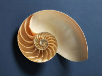 An ammonite
